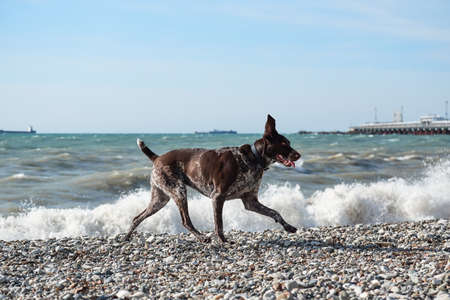 Dog is a short haired hunting dog breed with drooping ears. Walk in fresh air with pet. Brown shorthaired pointer walks on pebbly shore of sea on waves.の写真素材