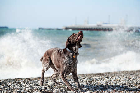 Dog is a short haired hunting dog breed with drooping ears. Walk in fresh air with pet. Brown...