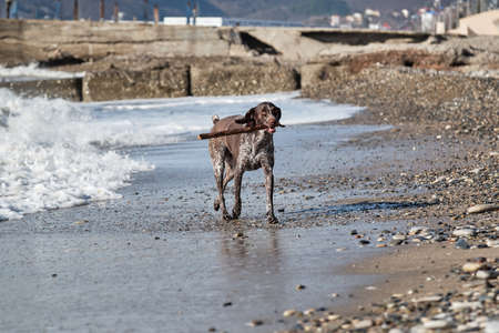 Beautiful elegant elegant kurzhaar walks on sandy beach and nibbles on stick. Hunting German breed...