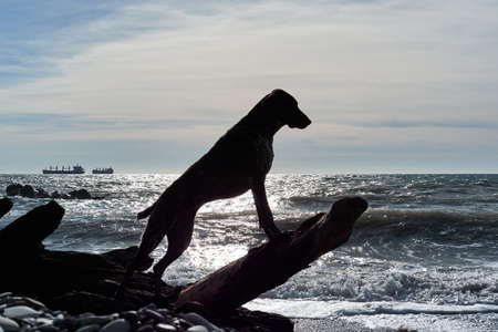 Beautiful elegant elegant shorthaired pointer is on log against background of blue sky and sea,...