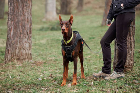 Brown Doberman with cropped ears and yellow biotan collar and harness on green grass and tree stands next to its owner and looks into distance. Charming German smooth haired dog breed.の写真素材