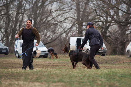 Russia, Krasnodar 31.01.2021 training of working dogs at the stadium. A brown and tan Doberman in protective service training. Attack of service dog on dog handler of person involved and sleeve.のeditorial素材