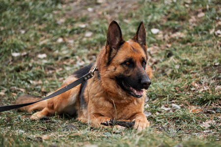 Portrait of black and red German Shepherd. German Shepherd dog lies on green lawn in park and holds tree stick between its front paws. Walk with dog in fresh air.の写真素材