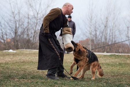 Russia, Krasnodar 31.01.2021. Training of service German Shepherds for protection at stadium. Shepherd dog attacks and bites opponents sleeve. Powerful and bold agile thoroughbred service dog.のeditorial素材