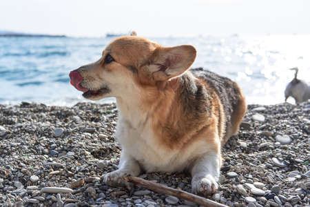 Smallest shepherd dog breed. Welsh corgi Pembroke tricolor lies on pebble beach of sea and bites stick. Charming corgi on walk. English Queens dog.の写真素材