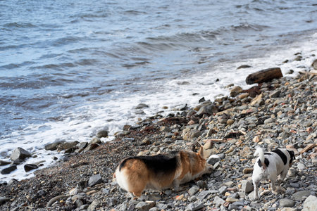 Smooth haired Jack Russell Terrier and Welsh corgi Pembroke tricolor on walk on beach. Two small purebred dogs are walking along beach and enjoying life.の写真素材