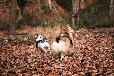 Walking with dogs in nature. Smooth haired Jack Russell Terrier and Welsh corgi Pembroke tricolor on...