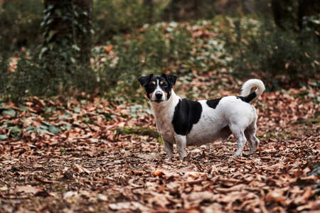 Charming black and white smooth Jack Russell walks through autumn forest and poses. Small English...