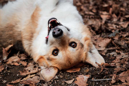 Charming red Welsh corgi Pembroke lies in autumn yellow leaves in forest in clearing and smiles. Cute little dog breed is like fox. English shepherd dog.の写真素材