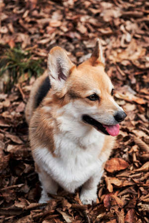 Pembroke Tricolor Welsh Corgi sits in woods in autumn yellow leaves and smiles. Charming little English Shepherd dog. Walking with dog in fresh air in forest.の写真素材