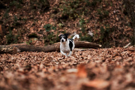 Black and white smooth haired Jack Russell Terrier runs fast through woods. Walk with jack Russell in autumn forest. Hunting British short legged dog breed.の写真素材