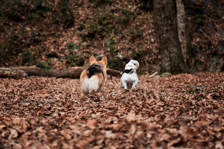 Black and white smooth haired Jack Russell Terrier and Welsh corgi Pembroke tricolor color quickly run through forest. Walk with two dogs in autumn forest. Hunting and herding British dog breed.の写真素材