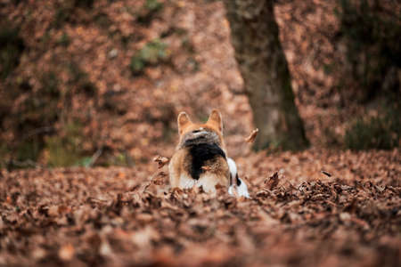 British Queens dog. View of furry backside of Pembroke tricolor Welsh corgi. Charming little corgi...