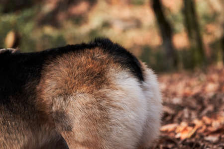 View of furry backside of Pembroke tricolor Welsh corgi. Charming little corgi walks through forest,...