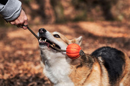 View of furry backside of Pembroke tricolor Welsh corgi. Charming little corgi walks through forest,...