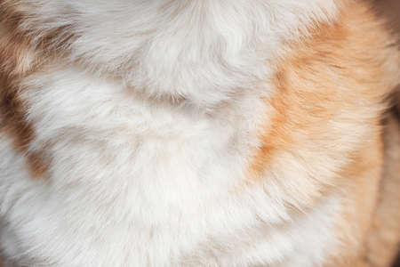 Red and white dog hair close up, screen saver on desktop. Fluffy, shaggy chest of Pembroke Welsh...