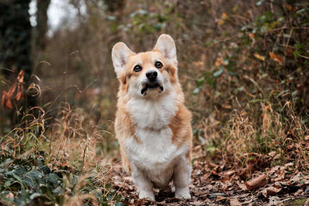 Welsh corgi Pembroke tricolor stands in autumn forest and carefully looks ahead with grimace. Charming little shepherd British popular dog breed.の写真素材