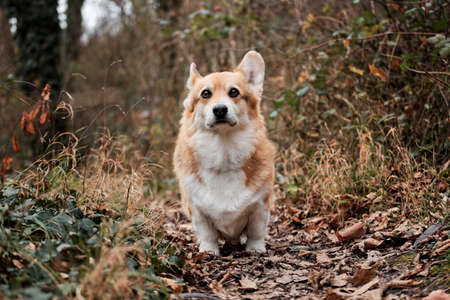 Welsh corgi Pembroke tricolor stands in autumn forest and carefully looks ahead with grimace. Charming little shepherd British popular dog breed.の写真素材