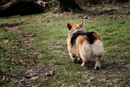 Tricolor Pembroke Welsh Corgi walks on green grass in summer forest. Walk with corgi in fresh air in park, rear view of fluffy butt.の写真素材