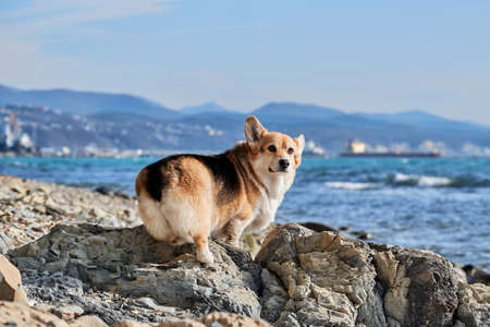 Pembroke Welsh Corgi tricolor walking on pebbly shore on background of blue sea and a breath of fresh air. Walking with dog along sea coast. Charming miniature British Shepherd.の写真素材