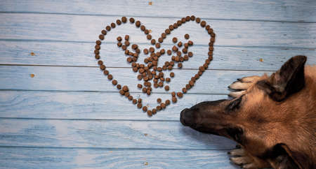 German Shepherd lies on blue wooden background next to heart made of dry dog food. Celebrate...