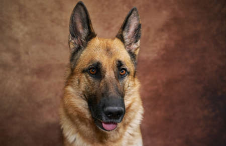 Portrait of German shepherd on studio brown background close up. Charming purebred adult dog from kennel of working shepherds.の写真素材