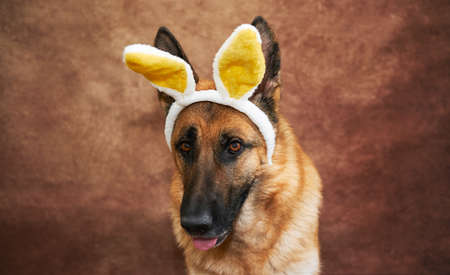 Portrait of German shepherd on studio brown background with yellow and white plush rabbit ears....