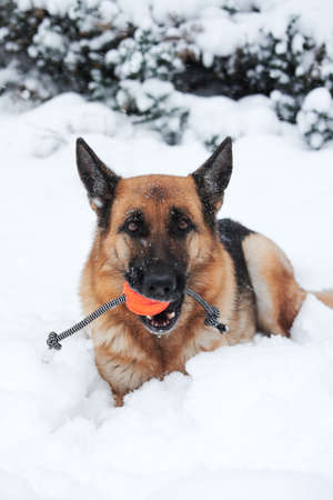Red German Shepherd lies in soft, fresh white snow and nibbles on orange ball on string. Walk in winter outdoors with dog and its favorite toy.の写真素材