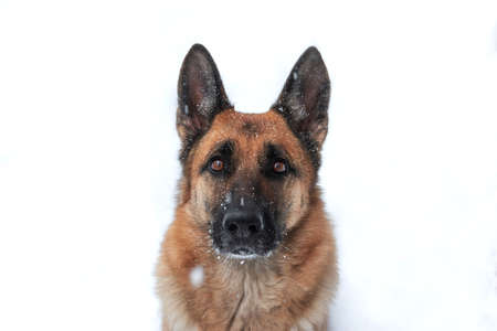 Portrait of charming adult German Shepherd close up against background of white snow. Walk with dog...