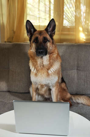 German Shepherd sits on couch with silver laptop and makes smart look. Charming worker lies at home in living room and does his job. Creative dog at remote work online.の写真素材