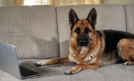 German Shepherd lies on couch with silver laptop and makes smart look. Charming worker lies at home in living room and does his job. Creative dog at remote work online.の写真素材