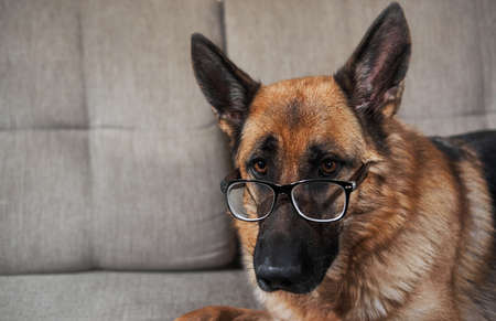 German shepherd with glasses. Portrait of smart funny intelligent educated dog with thick lenses on eyes.の写真素材