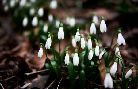 White snowdrops grow in forest in clearing. First wild spring flowers showed their leaves and petals after hibernation. Horizontal floral banner with space for text and soft bokeh.の写真素材