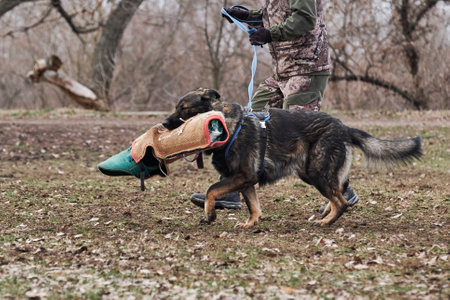 Russia, Krasnodar 31.01.2021 training of working dogs at the stadium. Beautiful adult gray German Shepherd with canine sleeve in teeth runs in harness and on leash and protects its owner.のeditorial素材