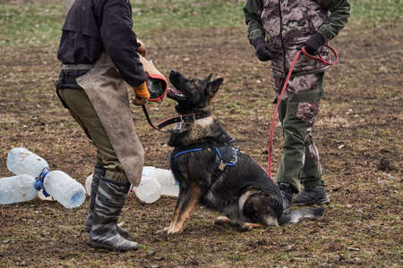 Russia, Krasnodar 31.01.2021 training of working dogs at the stadium. Gray German Shepherd of working breeding sits next to trainer and owner and waits for start of game with sleeve.のeditorial素材