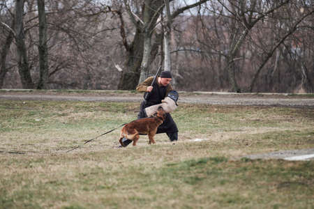 Russia, Krasnodar 31.01.2021 training of working dogs at the stadium. Working malinois on attack. Belgian shepherd Malinois trains in protective sport and bites sleeve of dog handler.のeditorial素材