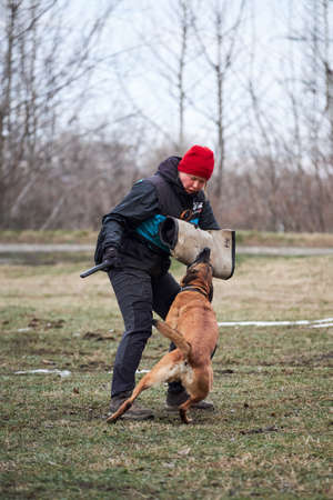Russia, Krasnodar 31.01.2021 training of working dogs at the stadium. Working malinois on attack. Belgian shepherd Malinois trains in protective sport and bites sleeve of dog handler.のeditorial素材