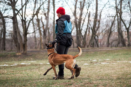 Russia, Krasnodar 31.01.2021 training of working dogs at the stadium. Working malinois. Belgian shepherd Malinois trains in walking nearby and carefully looks at owner.のeditorial素材