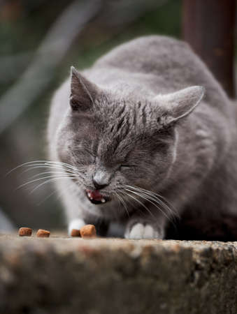 Beautiful gray and white street cat has found dry food and eats it with pleasure. Cast lone cat mutt...