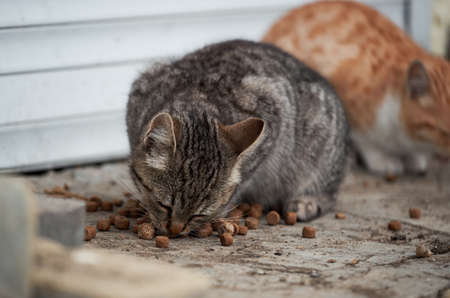 Two lonely gray and red striped kittens live on street and eat dry food. Abandoned mongrel cats...