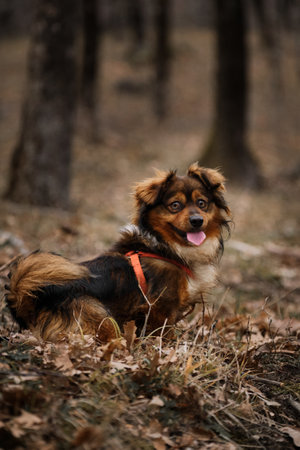 Adorable fluffy brown mongrel dog sits in woods and smiles with its tongue hanging out. Cute pet pet dog on walk in park in orange harness.の写真素材