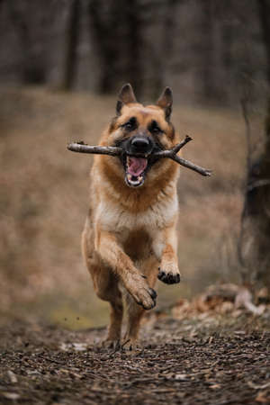 German shepherd of black and red color of breeding show runs through forest with stick in its teeth and smiles. Outdoor activities and dog walks in park in fresh air.の写真素材