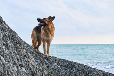 German shepherd of black and red color of breeding show stands on rock against background of blue sea and poses beautifully. Dog walks along seashore and looks into the distance. The nature of coast.の写真素材