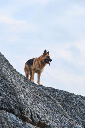 German shepherd of black and red color of breeding show stands on rock against background of blue cloudy sky and poses beautifully. Dog stands on gray mountain terrain and looks into distance.の写真素材