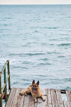 German Shepherd of black and red color of breeding show lies on wooden pier and blue undulating sea can be seen from behind. Beautiful ocean view and walk with dog on bridge.の写真素材