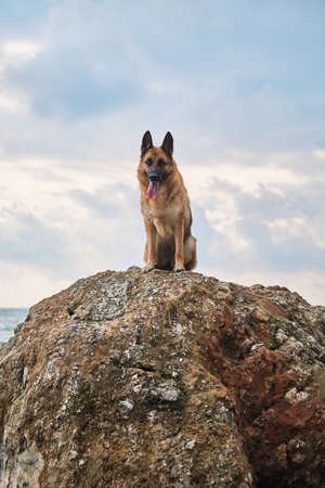 German shepherd of black and red color of breeding show sits on large stone against background of blue sea and cloudy overcast sky. Beautiful dog sitting high and posing, walking outdoors in nature.の写真素材