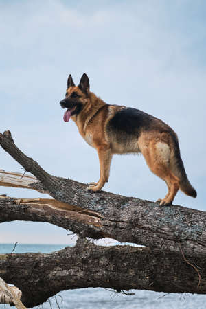 German shepherd of black and red color stands beautifully on fallen old tree against background of...