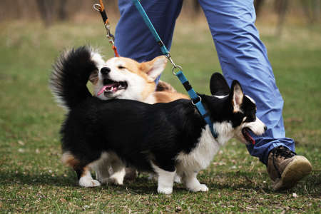 Two Pembroke Welsh corgi puppies on a walk in the park. Red and tricolor little English shepherds...