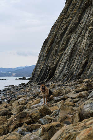 German shepherd sits on a rocky seashore against the backdrop of a large sheer cliff and mountains....