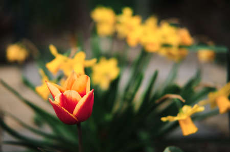 Red orange lone tulip grows against the background of family of bright yellow daffodils. Take care...